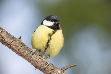 Obraz premium the bird Park in winter