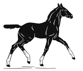 Foal is trotting, vector Illustration