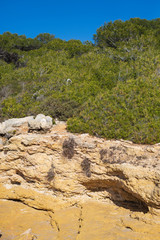 Seashore on a deserted wild beach