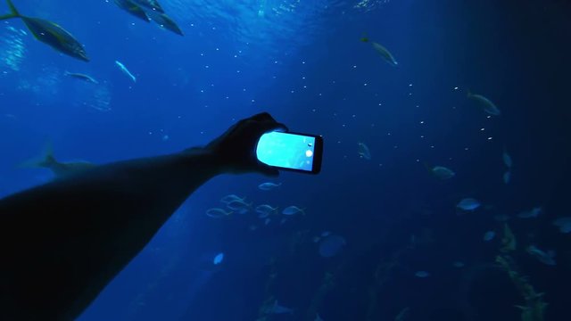 Taking picture with a smartphone of fishes in 4k slow motion 60fps