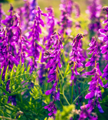 Summer field flowers