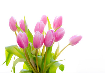 Spring flower. Bunch of Pink tulips isolated on white background. Selective focus.
