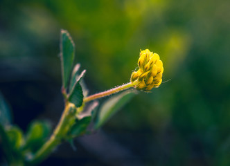 Summer field flowers