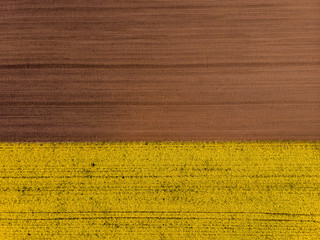 Aerial View of Oilseed Rape Field ready for harvester