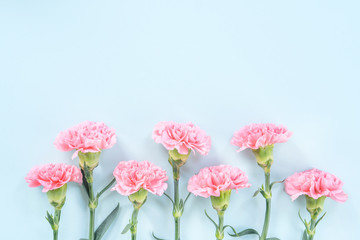 Beautiful blooming pink carnations isolated on bright light blue background, copy space, flat lay, top view, mock up, may mothers day idea concept photography