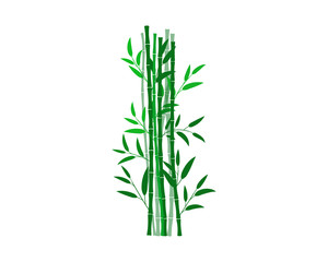 bamboo isolated on white background