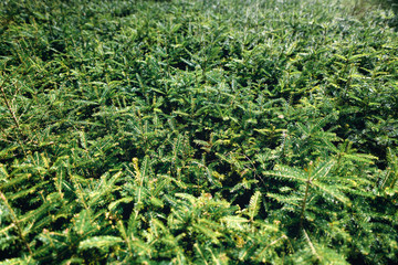 Tree Display Lanscaping Nursery Garden Center