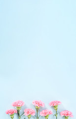 Beautiful blooming pink carnations isolated on bright light blue background, copy space, flat lay, top view, mock up, may mothers day idea concept photography