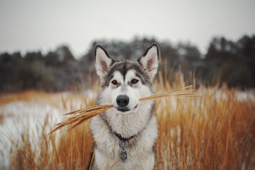 Winter portrait of a northern dog