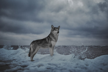 Dog on the shore of the winter sea