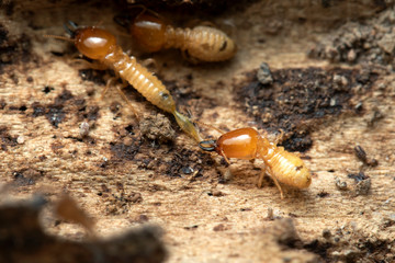 Termites in Termite mound.