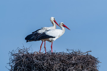 Cicogne Bolgheri Oasi WWF