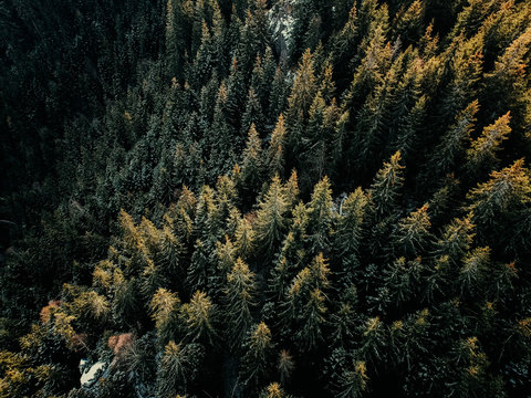 Birds Eye, Aerial View Of Forest Covered With Snow