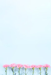 Beautiful blooming pink carnations isolated on bright light blue background, copy space, flat lay, top view, mock up, may mothers day idea concept photography