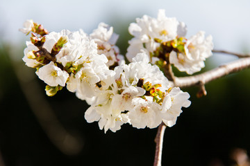 Cherry tree flower in Vall de Laguar, Spain