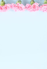 Beautiful blooming pink carnations isolated on bright light blue background, copy space, flat lay, top view, mock up, may mothers day idea concept photography