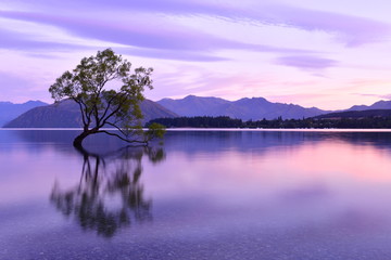 ニュージーランドのワナカツリー