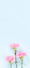 Beautiful blooming pink carnations isolated on bright light blue background, copy space, flat lay, top view, mock up, may mothers day idea concept photography