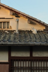 屋根の上にいる野良猫