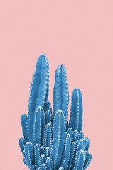 Cactus bleu sur fond rose