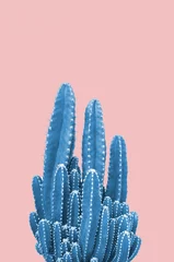 Fototapeten Blauer Kaktus auf rosa Hintergrund © giftography