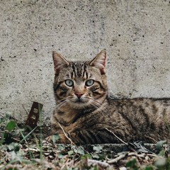 cat portrait in the street
