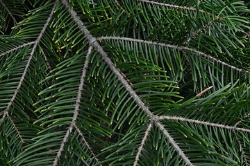 Branch detail of coniferous tree White Fir, latin name Abies Concolor
