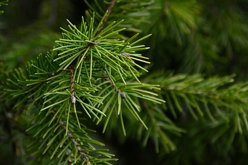 Branch tip of coniferous tree Siberian spruce, latin name Picea Obovata, with typical needles.