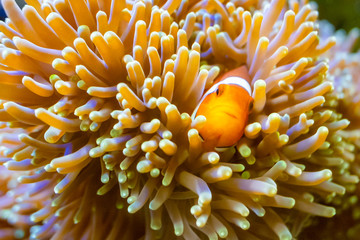 Clownfish on a sea anemone in an aquarium.