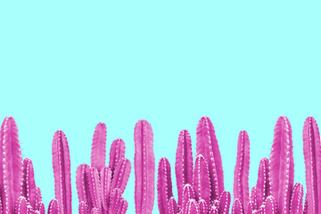 Pink cactus on turquoise background