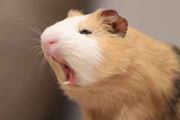 screaming, cavy