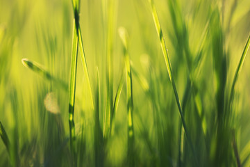 Macro shot of natural growing grass field