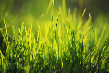 Macro shot of natural growing grass field