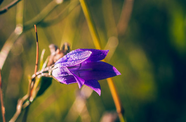 Summer field flowers