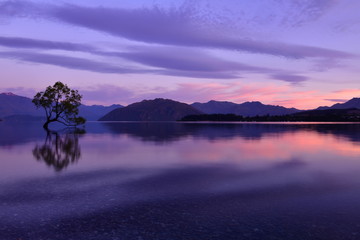 ニュージーランドのワナカツリー