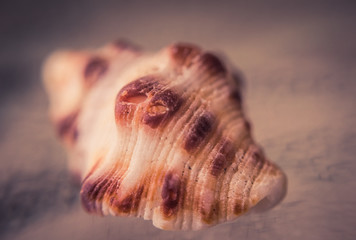 Seashells Collection