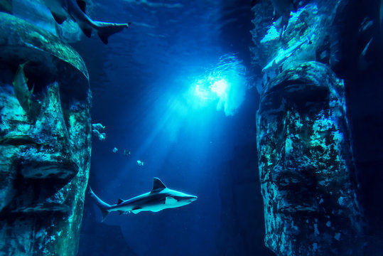 Shark and Fishes underwater in aquarium surrounded by easter island figurines on the bottom of the ocean