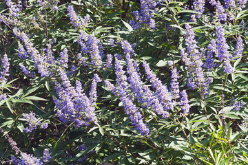 Chaste tree (Vitex agnus-castus). Called Vitex, Chasteberry, Abraham's balm, Lilac Chastetree and...