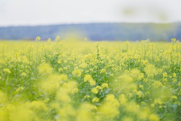 Rapsfeld