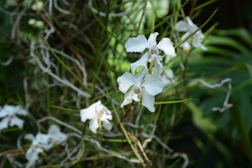 Aeridovanda Mundyi is a kind of Epiphytic orchid.