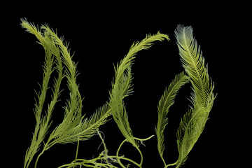 Saltwater Caulerpa taxifolia, Killer Algae, marine alga, seaweed isolated on black background. © Somprasong