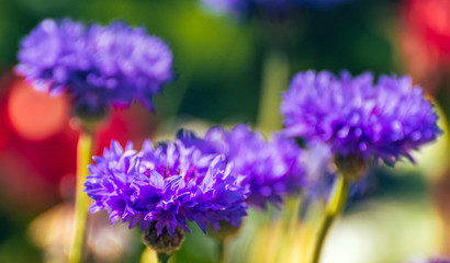 Summer field flowers