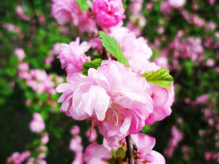 Beautiful beautiful fresh fragrant flowering branch of Sakura tree in the spring garden outdoors