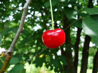 Beautiful fresh ripe tasty aromatic red cherry grows on a green branch in a summer garden