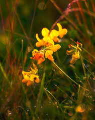 Summer field flowers