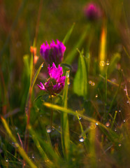 Summer field flowers