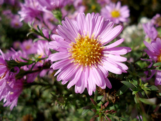 Beautiful beautiful fresh fragrant blooming blue aster blooms in the summer garden macro