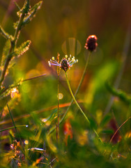 Summer field flowers