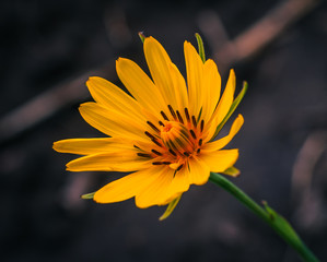 Summer field flowers