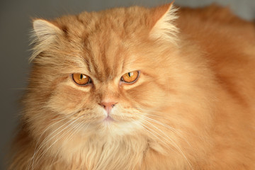 Naklejka na ściany i meble Ginger cat with attitude